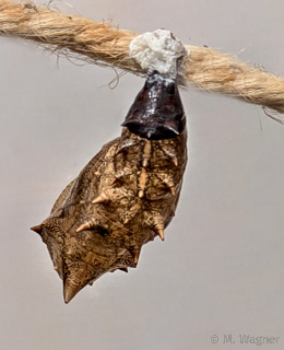 Mother of Pearl-Puppe